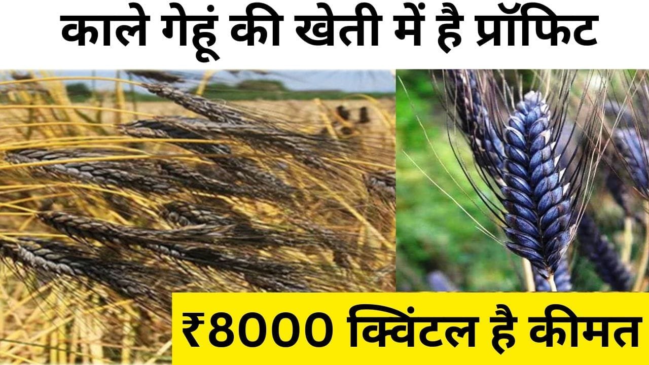 काले गेहूं की खेती