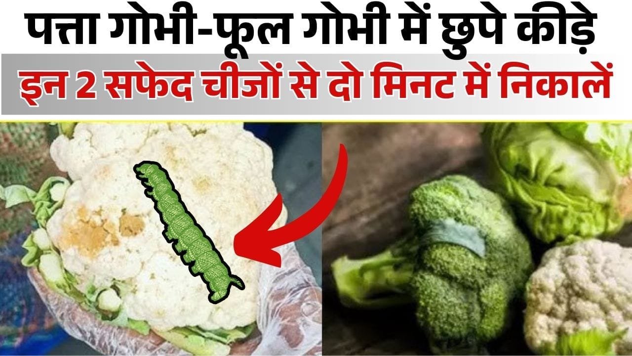 पत्ता गोभी-फूलगोभी में छिपे कीड़े