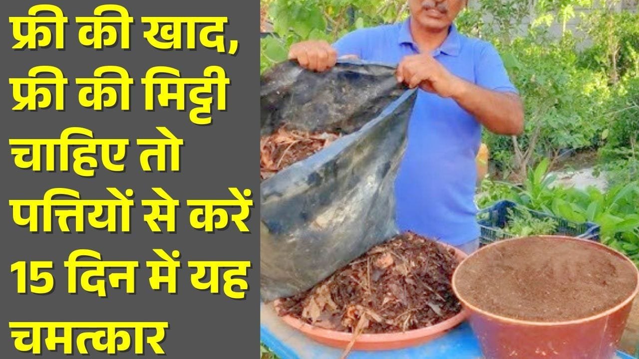 सूखी पत्तियों से खाद