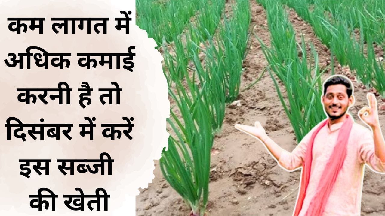 हरे प्याज की खेती