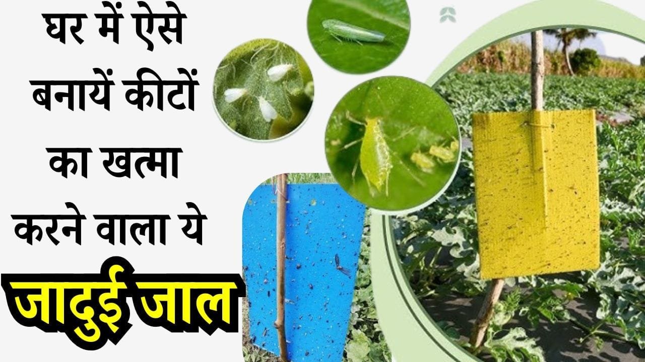 स्टिकी ट्रैप