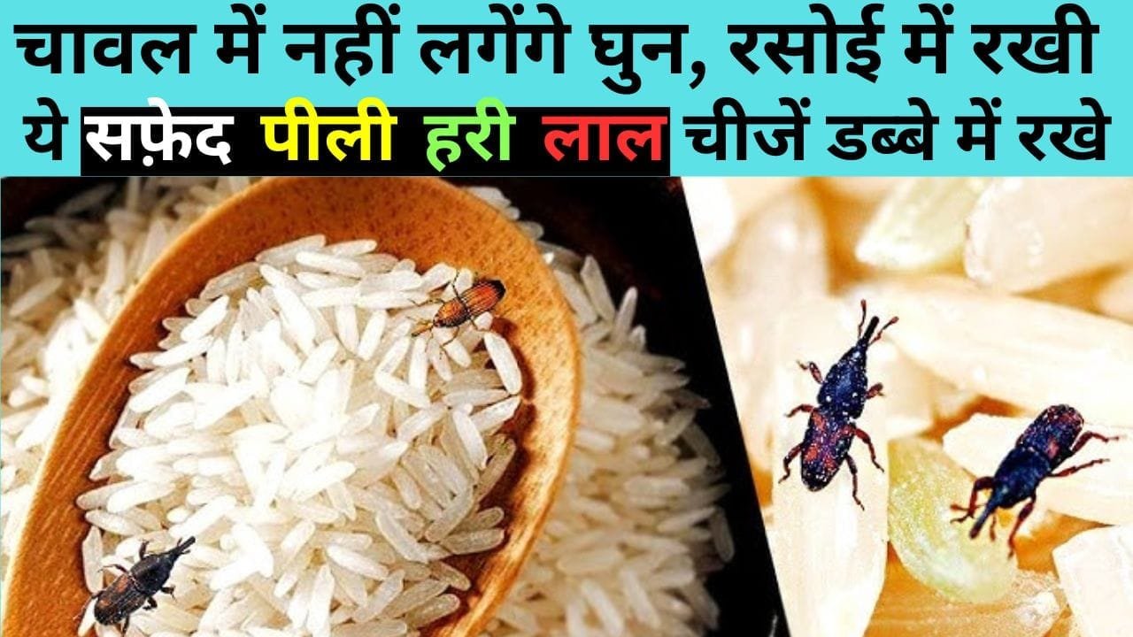 घुन की समस्या खत्म