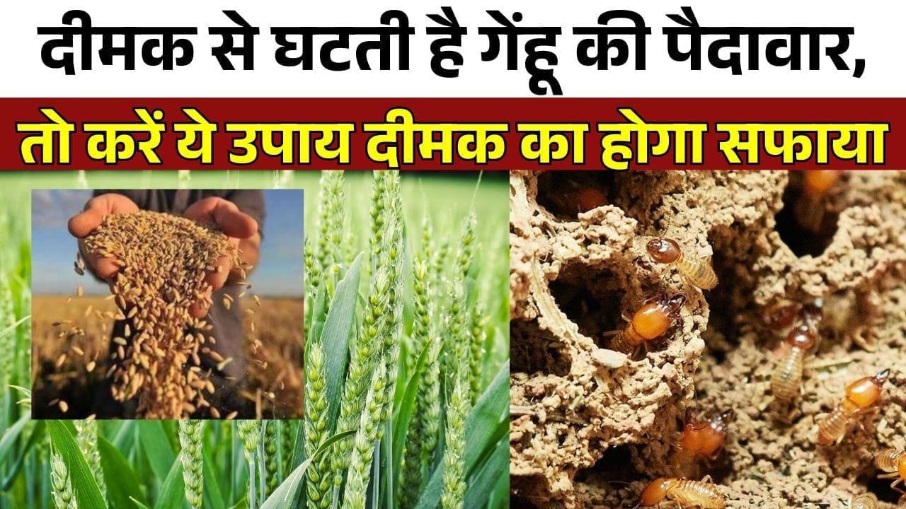 खेत से दीमक हटाने के उपाय