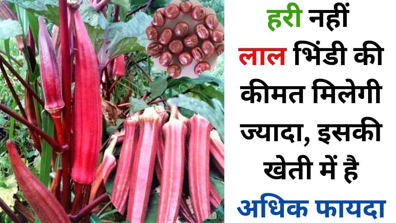 लाल भिंडी की खेती