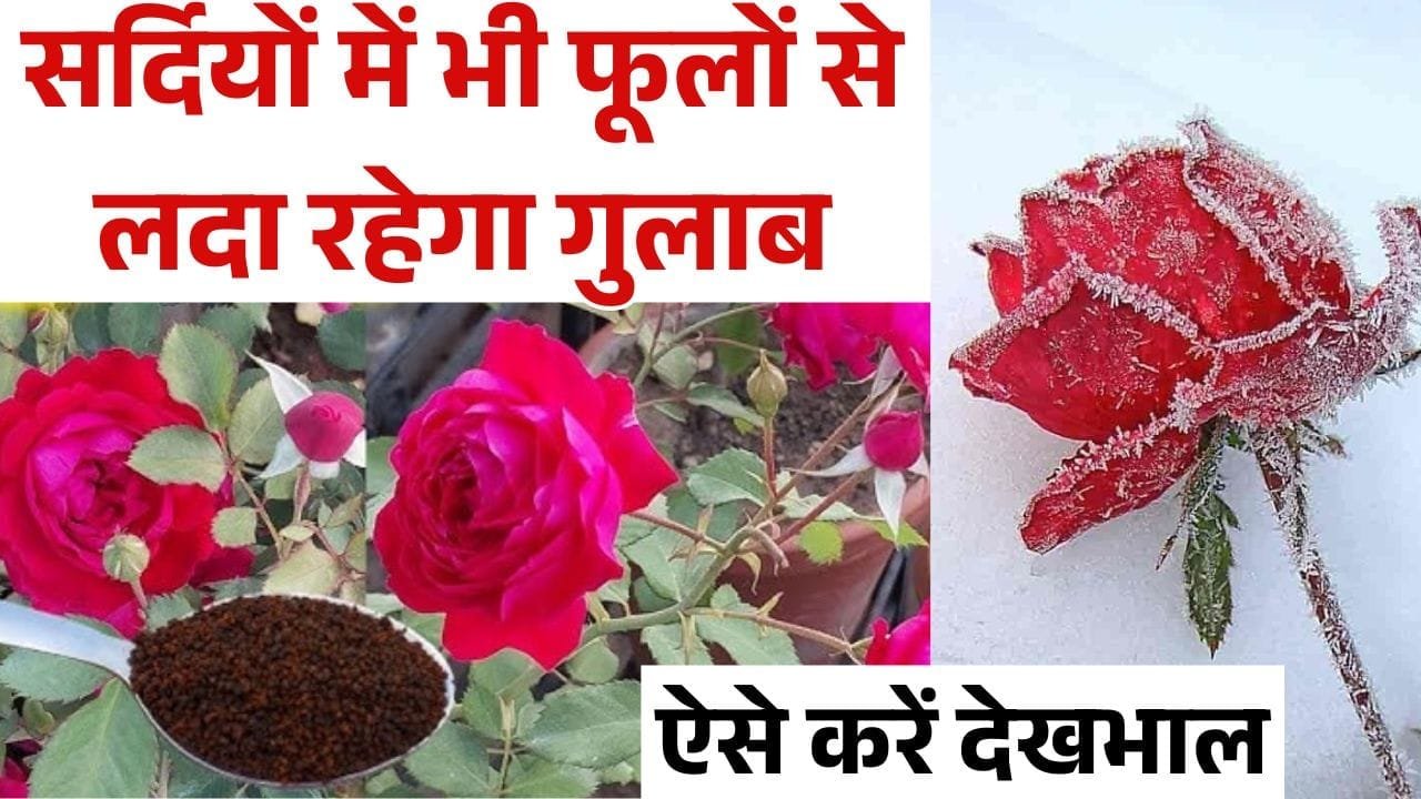 सर्दियों में गुलाब की देखभाल