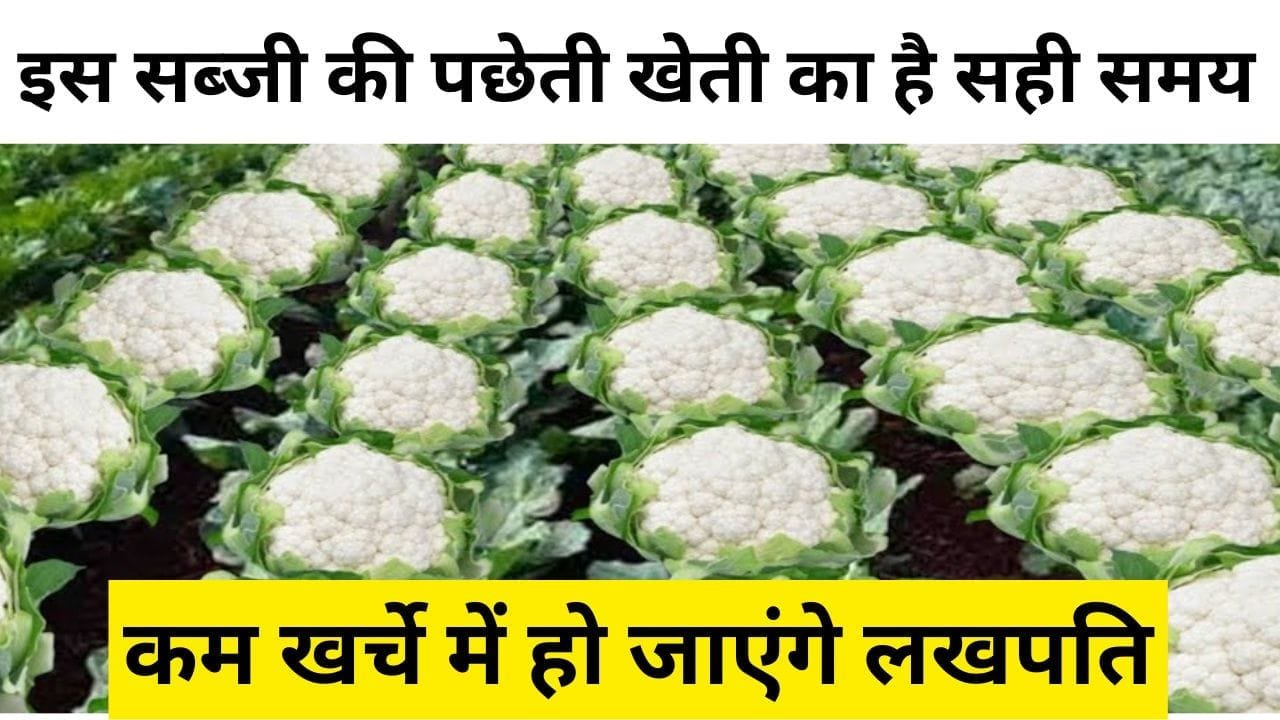 सब्जी की पछेती खेती
