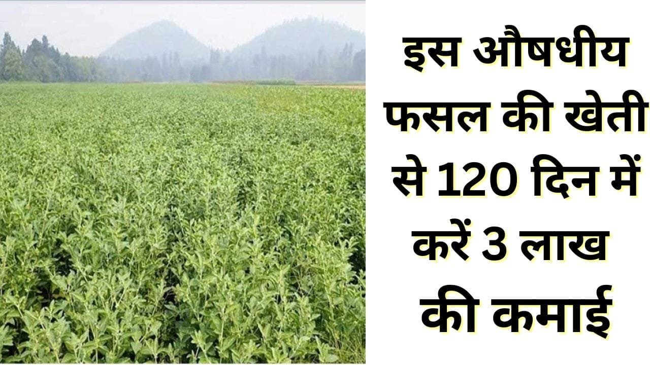 इस औषधीय फसल की खेती