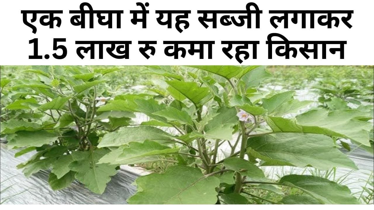 एक बीघा में यह सब्जी लगाकर 1.5 लाख रु कमा रहा किसान