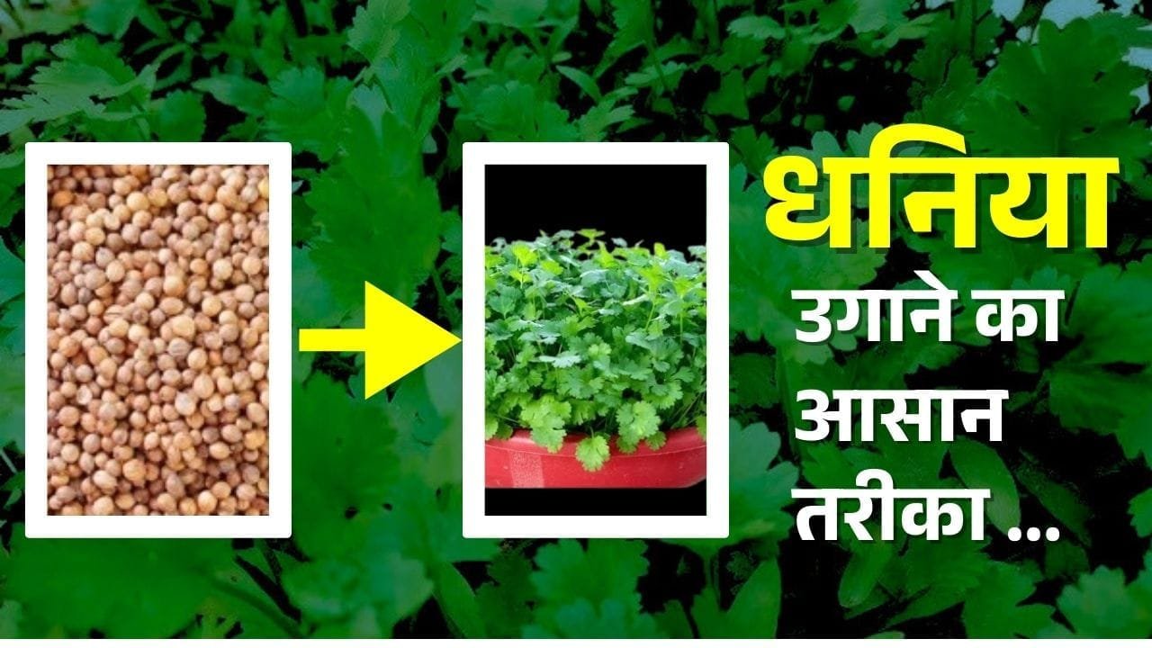 धनिया उगाने का आसान तरीका