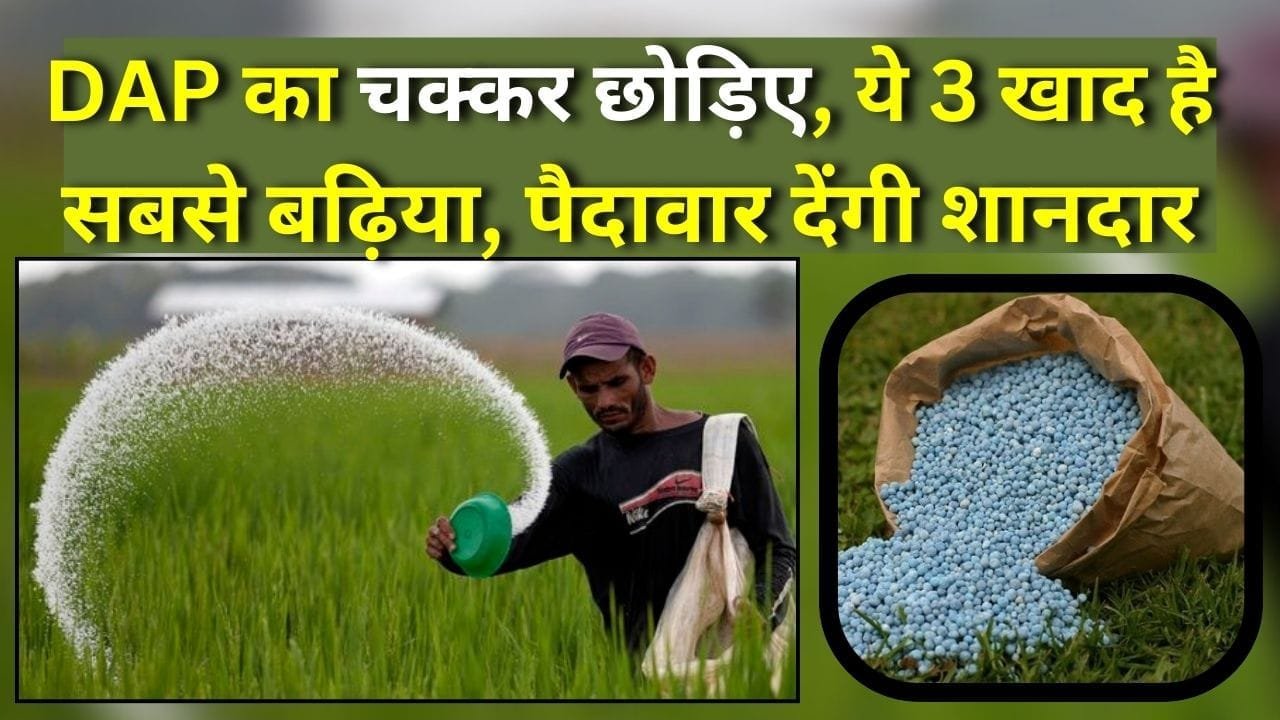 ये 3 खाद है सबसे बढ़िया