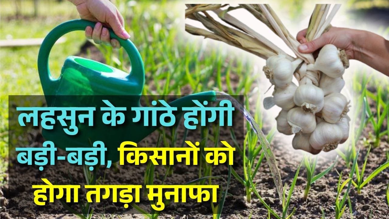 लहसुन के गांठे होंगी बड़ी-बड़ी