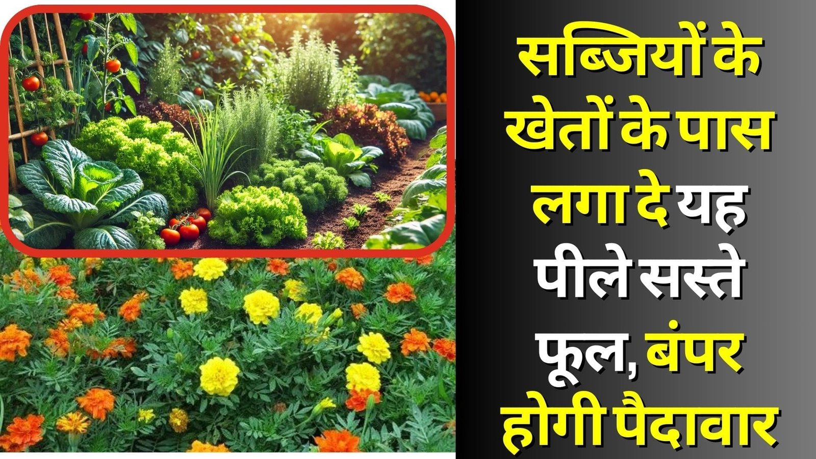 सब्जियों के खेतों के पास लगा दे यह पीले सस्ते फूल