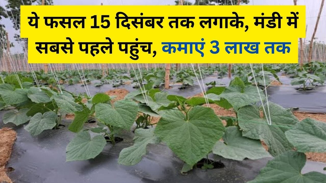 यह फसल 15 दिसंबर से पहले लगाके