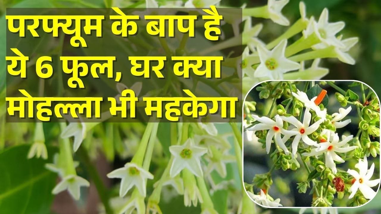 परफ्यूम के बाप है ये फूल