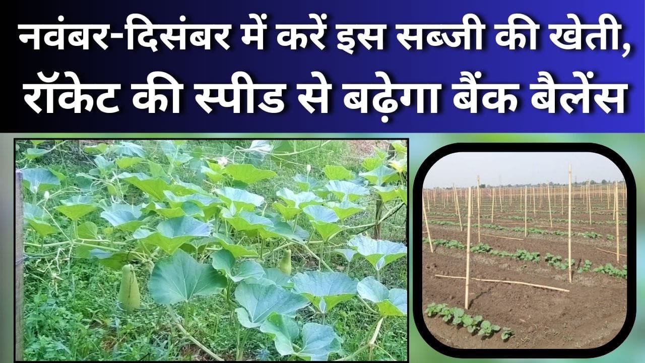नवंबर-दिसंबर में करें इस सब्जी की खेती