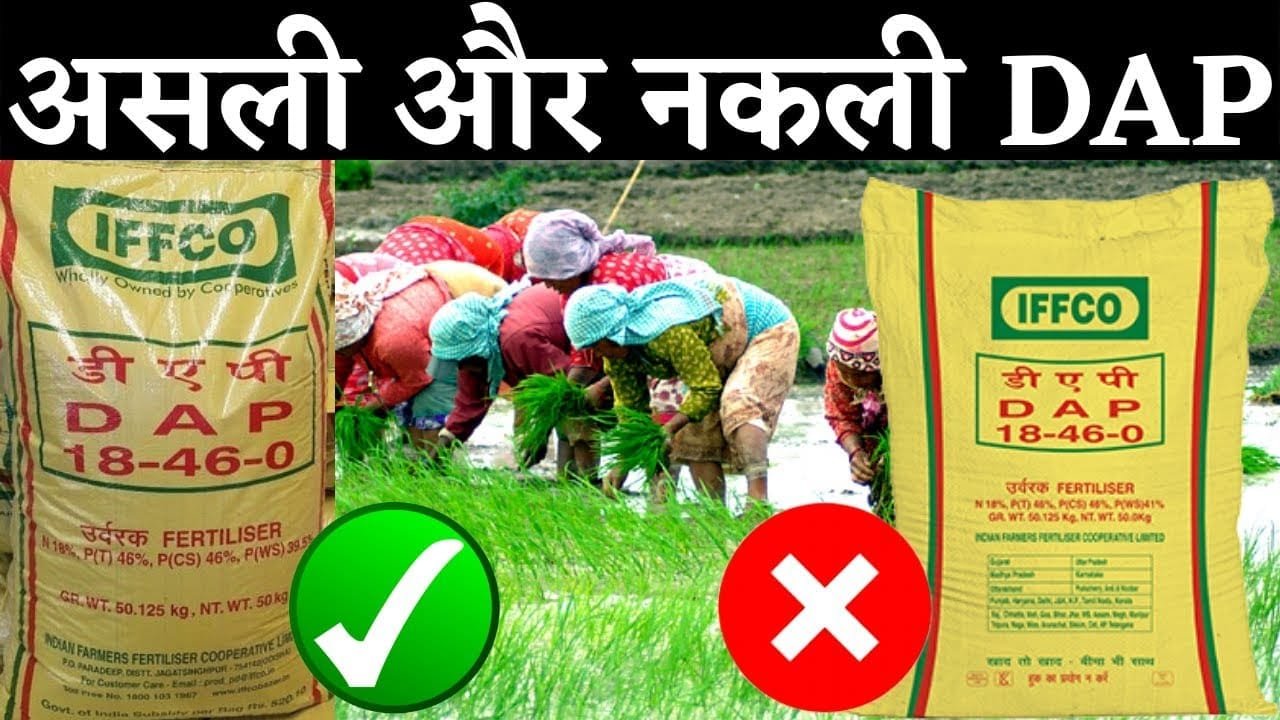 किसान ऐसे करें असली और नकली डीएपी खाद की पहचान, नहीं तो पैसे के साथ फसल भी होगी बर्बाद
