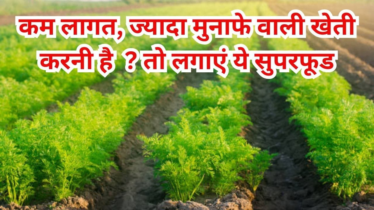 कम लागत ज्यादा मुनाफे वाली खेती करनी है तो लगाएं ये सुपरफूड