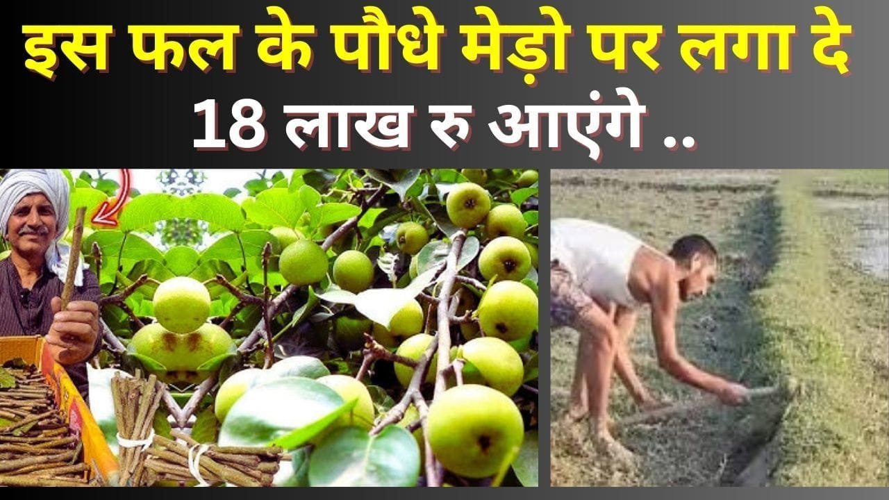 खेत से ज्यादा मेड़ से आएंगे पैसे