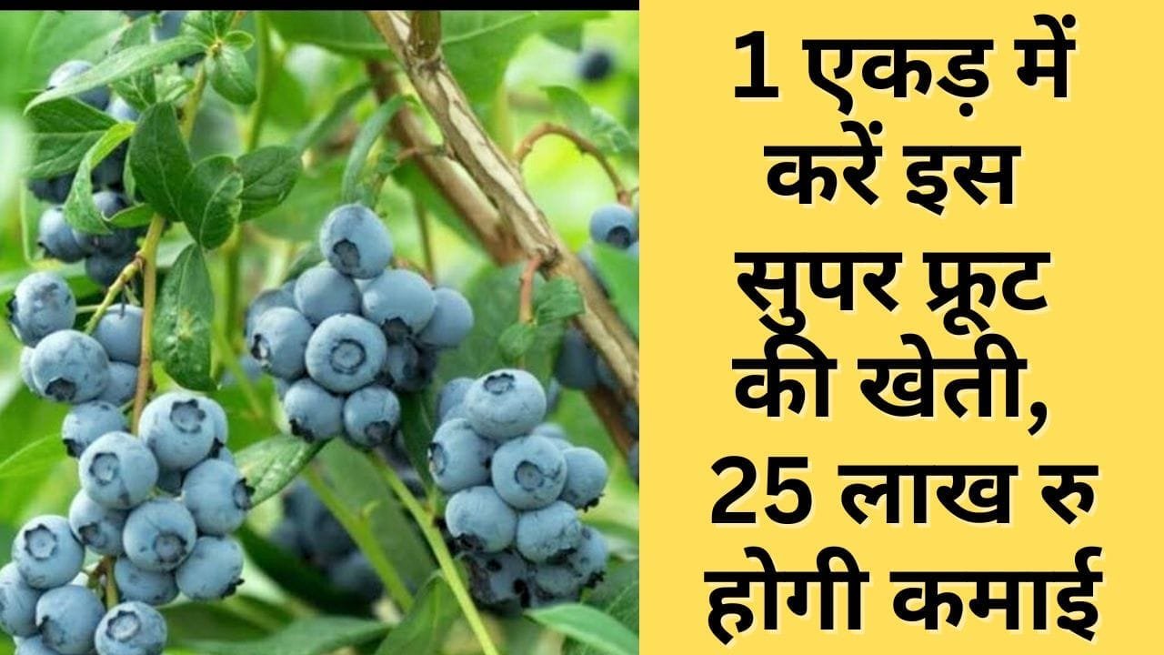 1 एकड़ में करें इस सुपर फ्रूट की खेती, 25 लाख रुपए होगी कमाई