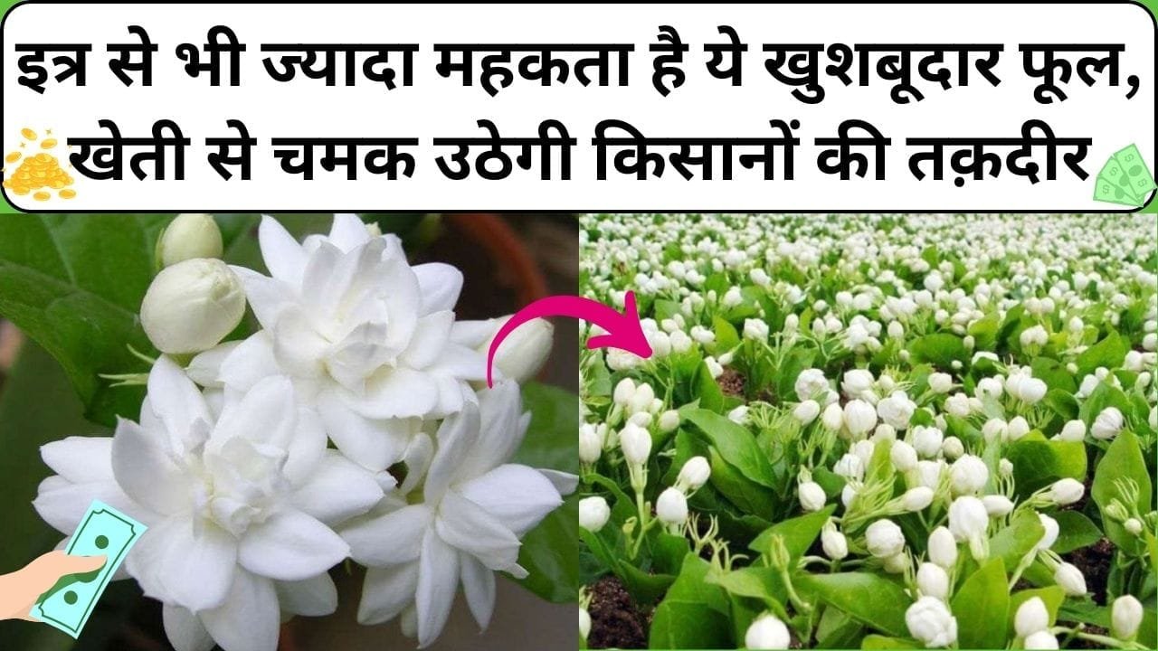 इत्र से भी ज्यादा महकता है ये खुशबूदार फूल, खेती से चमक उठेगी किसानों की तक़दीर 1 एकड़ में होगा बंपर मुनाफा, जाने नाम और काम
