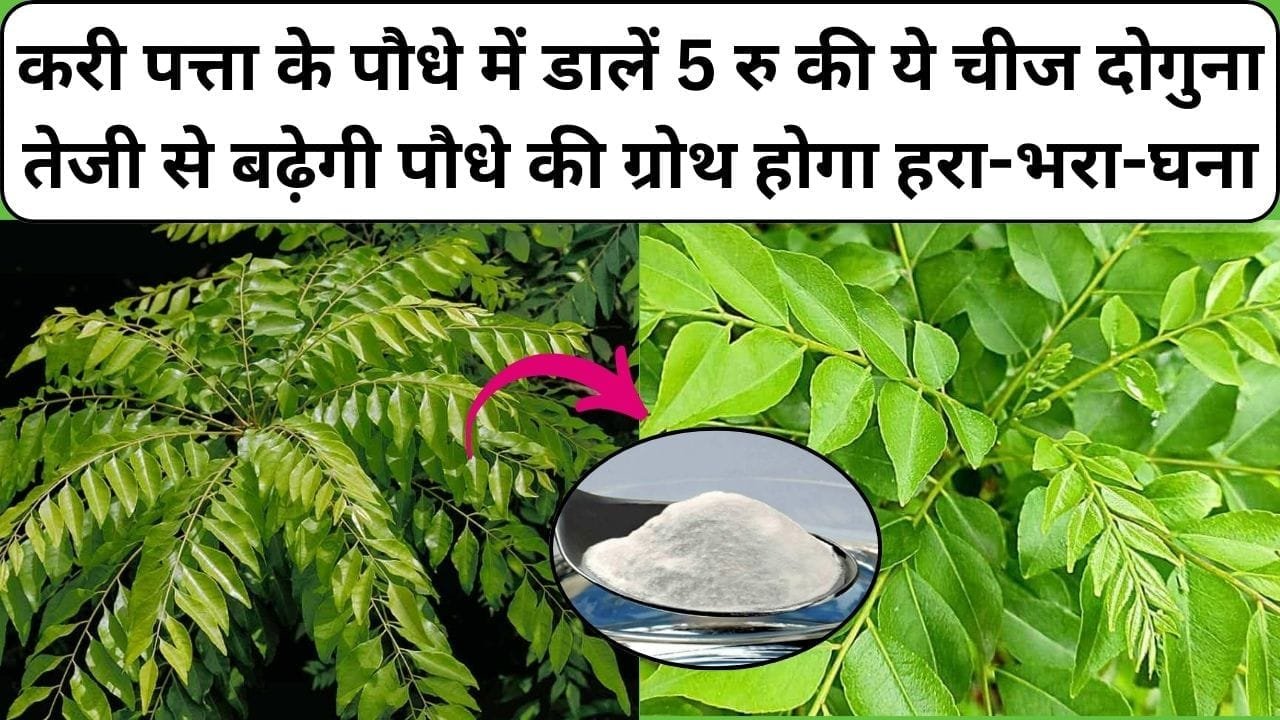 करी पत्ता के पौधे में डालें 5 रु की ये चमत्कारी चीज, दोगुना तेजी से बढ़ेगी पौधे की ग्रोथ और होगा हरा-भरा-घना, जाने नाम और काम
