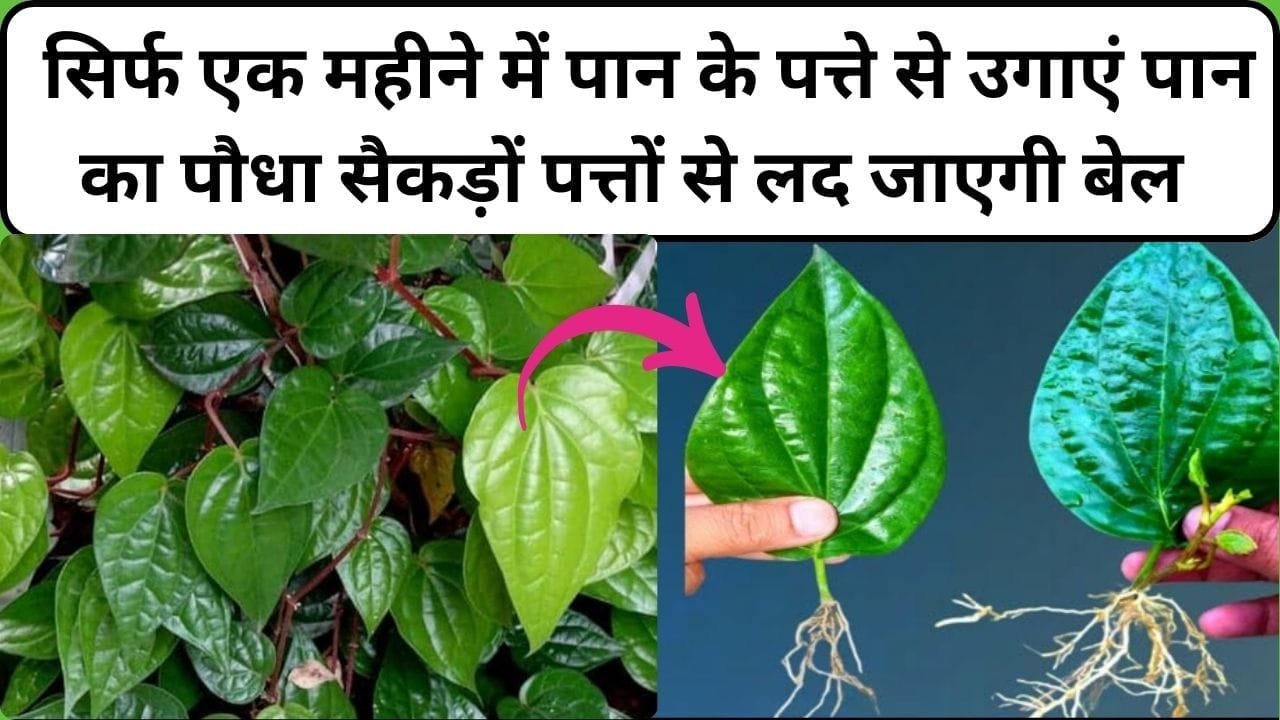 Gardening tips: सिर्फ एक महीने में पान के पत्ते से उगाएं पान का पौधा, तरीका है बहुत आसान अनगिनत पत्तों से लद जाएगी बेल, जाने प्रोसेस