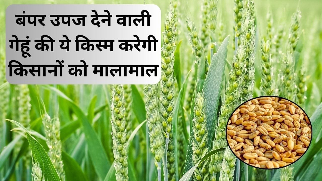 बंपर उपज देने वाली गेहूं की ये किस्म करेगी किसानों को मालामाल, पैसों से लबालब भर जाएगी तिजोरी 1 एकड़ में होगा छप्परफाड़ मुनाफा, जाने किस्म