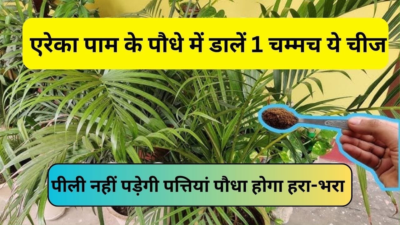 Gardening tips: एरेका पाम के पौधे में डालें 1 चम्मच ये चीज, पीली नहीं पड़ेगी पत्तियां पौधा होगा हरा-भरा और घना, जाने नाम और काम