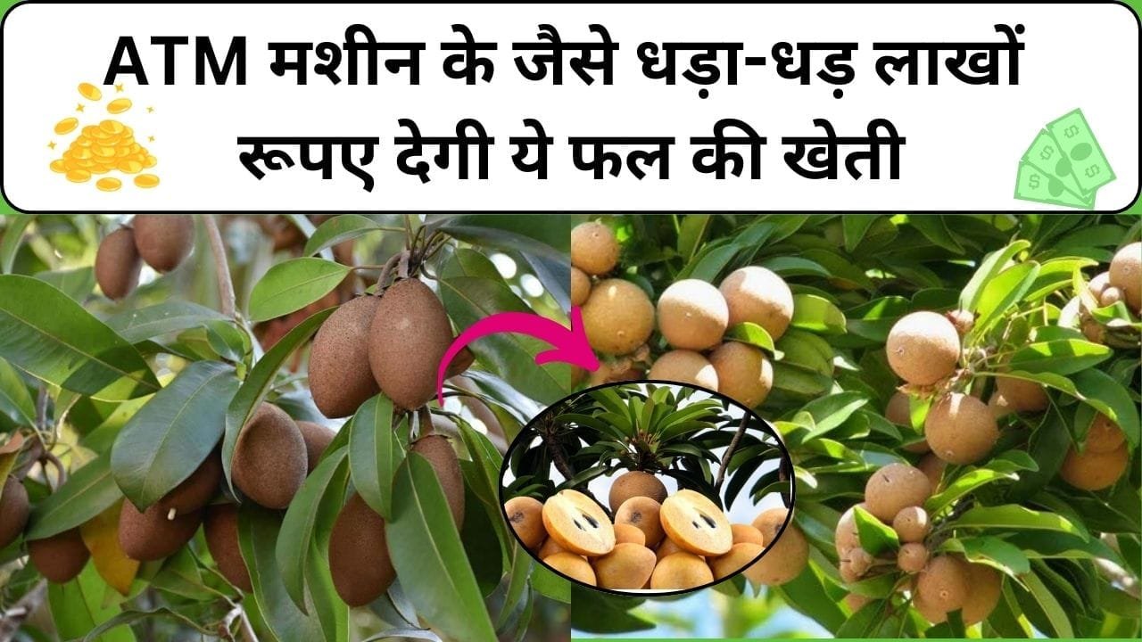 ATM मशीन के जैसे धड़ा-धड़ लाखों रूपए देगी ये फल की खेती, एकबार कर दी बुवाई सालों साल होगी ताबड़तोड़ कमाई, जाने नाम और काम