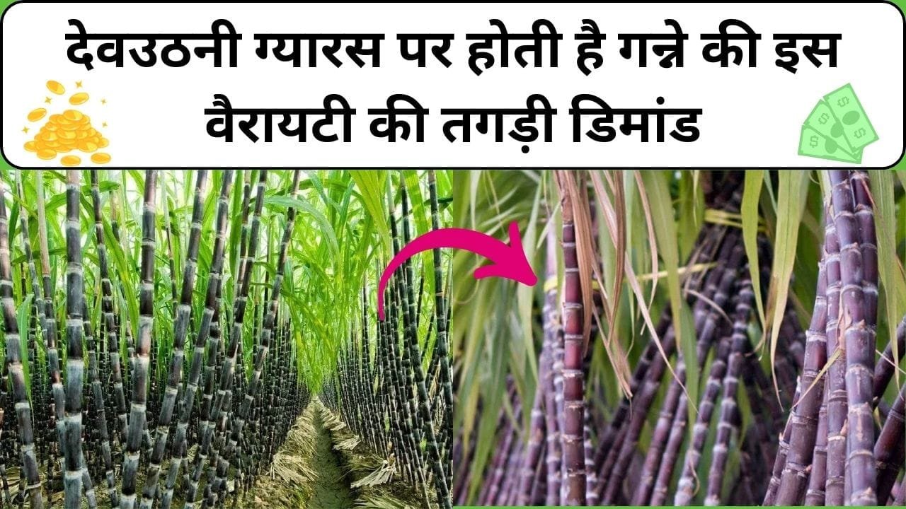 देवउठनी ग्यारस पर होती है गन्ने की इस वैरायटी की तगड़ी डिमांड, खेत में ही लग जाती है बड़े-बड़े बिजनेस मैन की लाइन, जाने नाम और काम