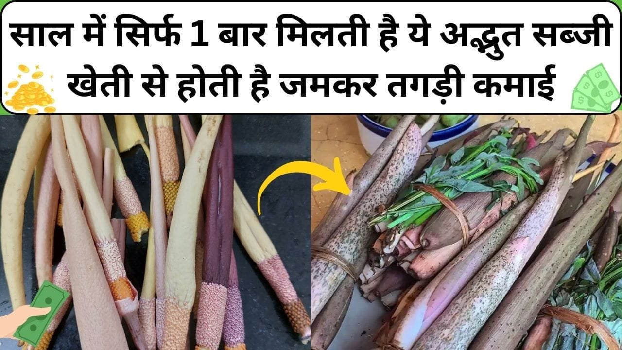 साल में सिर्फ 1 बार मिलती है ये अद्भुत सब्जी, खेती से होती है एकबार में ही सालभर की जमकर कमाई, जानिए नाम और काम