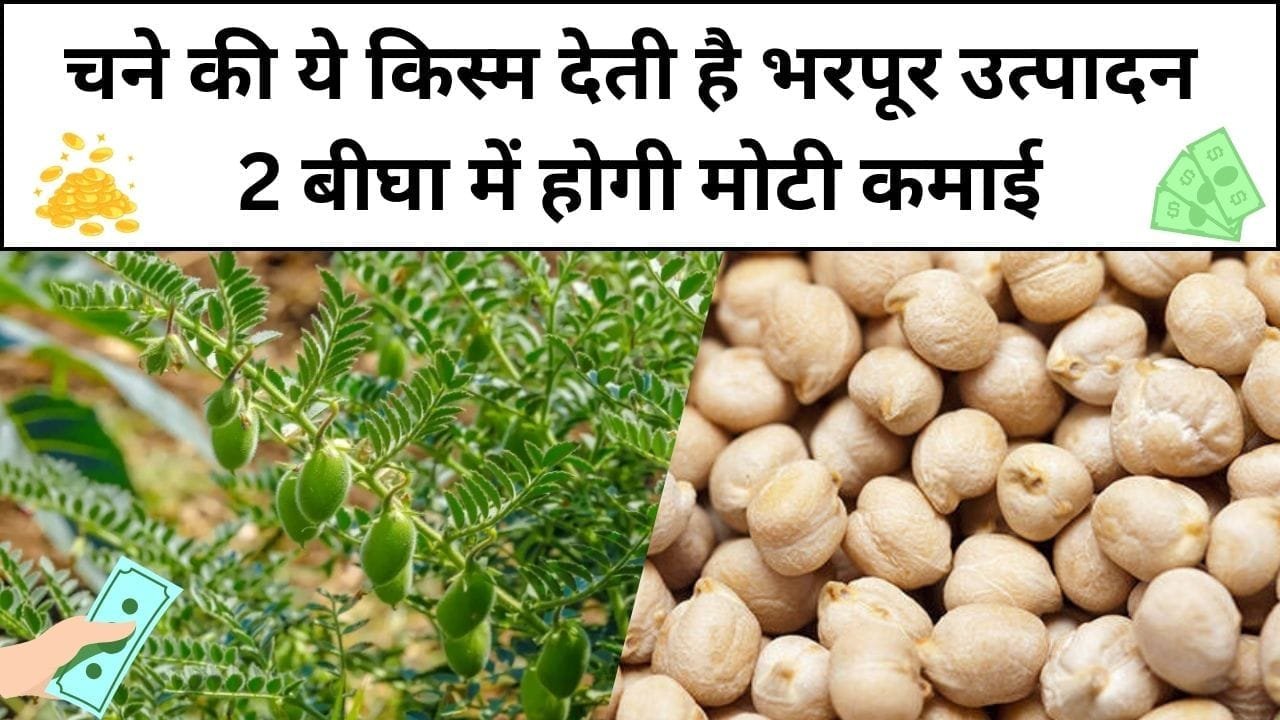 चने की ये किस्म देती है भरपूर उत्पादन, 2 बीघा में होगी मोटी कमाई खेती कर बन जाएंगे धन्ना सेठ, जाने कौन-सी किस्म है