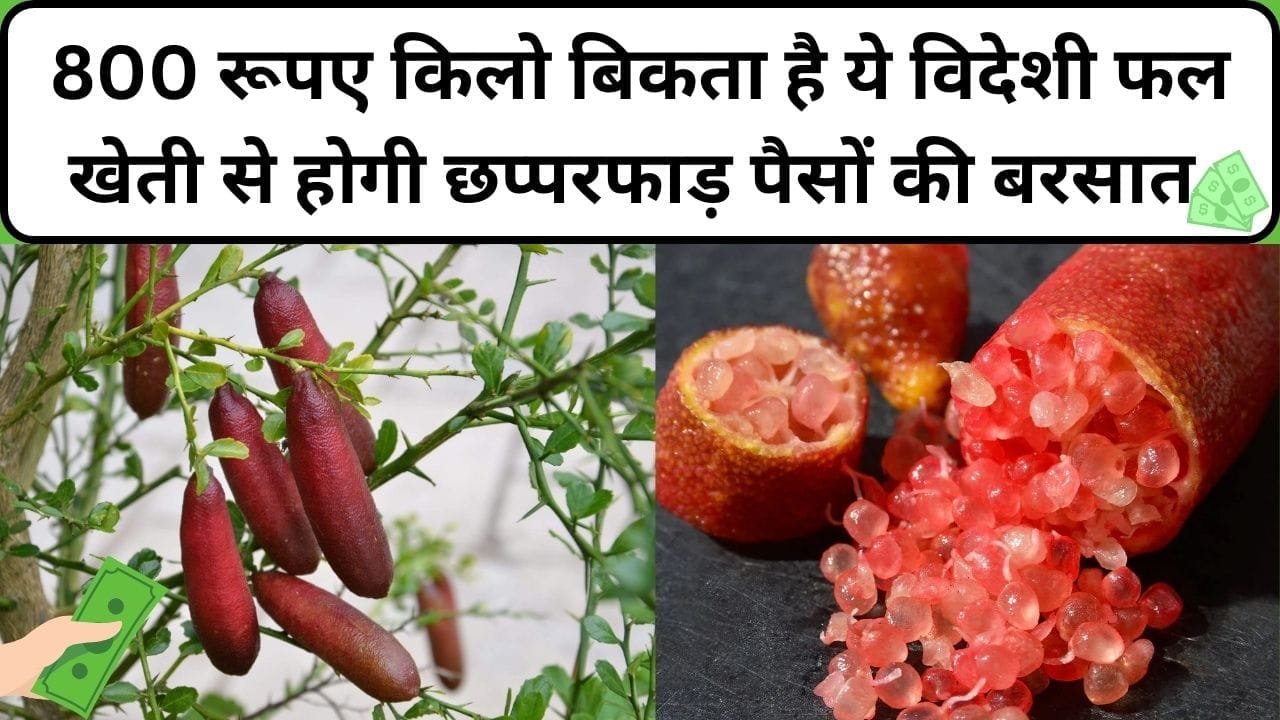 800 रूपए किलो बिकता है ये विदेशी फल, 1 एकड़ में खेती से होगी छप्परफाड़ पैसों की बरसात समेत बंपर पैदावार, जाने नाम और काम