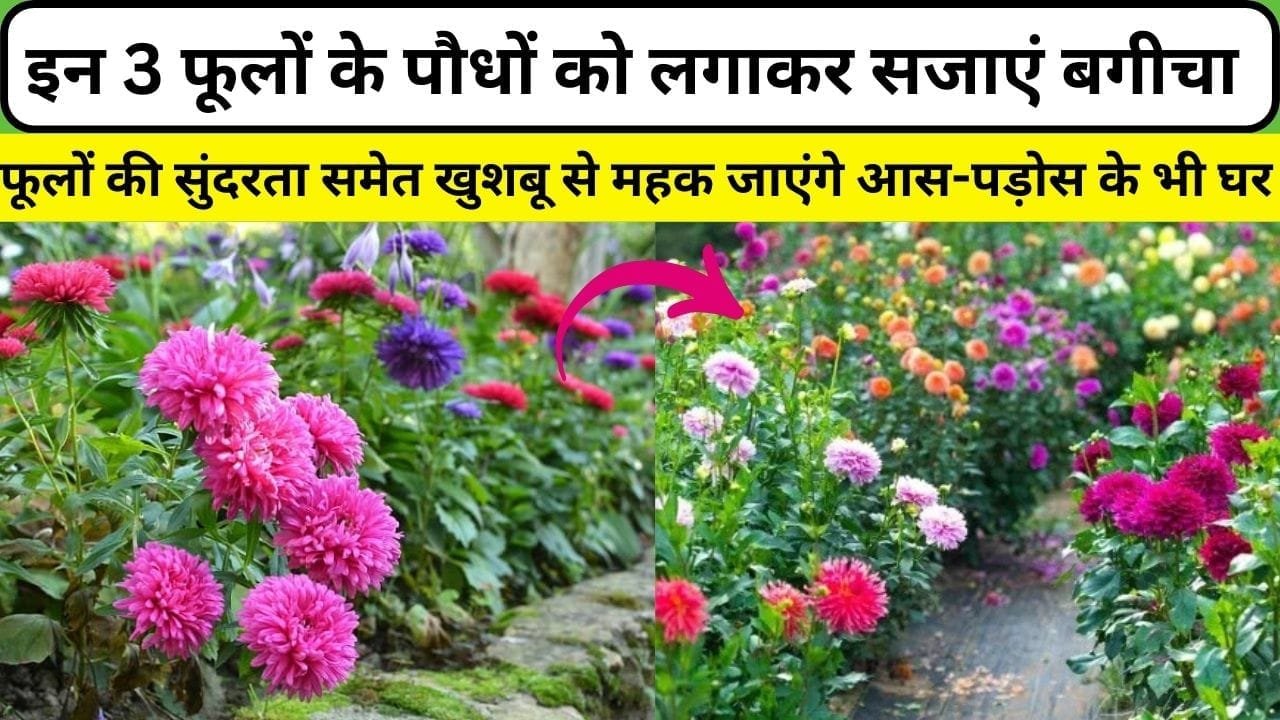 गुलाब-गेंदा नहीं इन 3 फूलों के पौधों को लगाकर सजाएं बगीचा, फूलों की सुंदरता समेत खुशबू से महक जाएंगे आस-पड़ोस के भी घर, जाने नाम