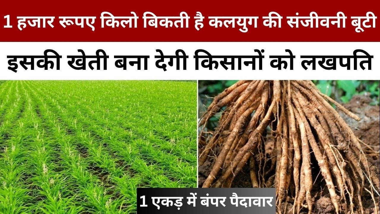 1 हजार रूपए किलो बिकती है ये कलयुग की संजीवनी बूटी, इसकी खेती बना देगी किसानों को लखपति 1 एकड़ में होगी बंपर पैदावार, जाने नाम