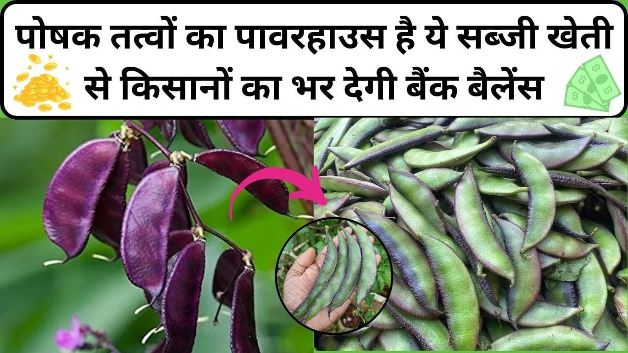 पोषक तत्वों का पावरहाउस है ये सब्जी, खेती से किसानों का भर देगी बैंक बैलेंस 1 एकड़ में होगा तगड़ा मुनाफा, जाने नाम और काम