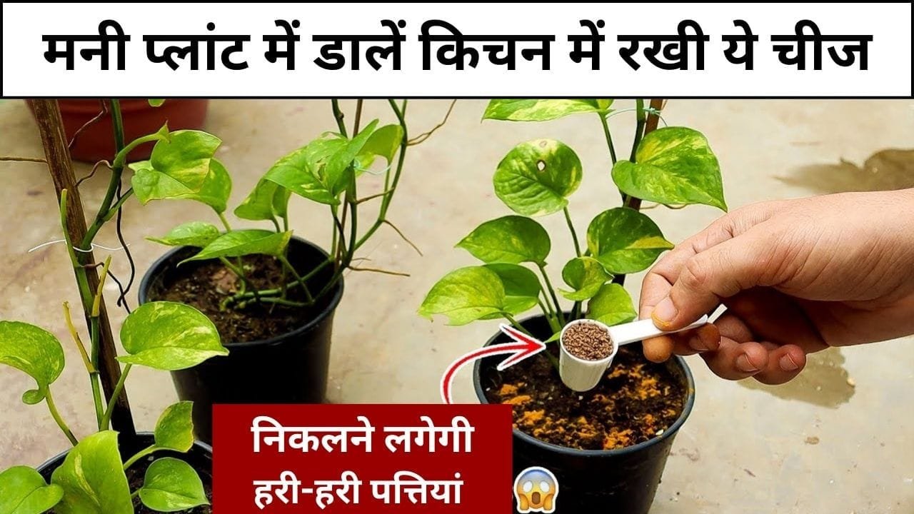Gardening tips: मनी प्लांट में डालें किचन में रखी ये चीज, निकलने लगेगी हरी-हरी पत्तियां अनगिनत पत्तियों से लद जाएगी बेल, जाने नाम और काम