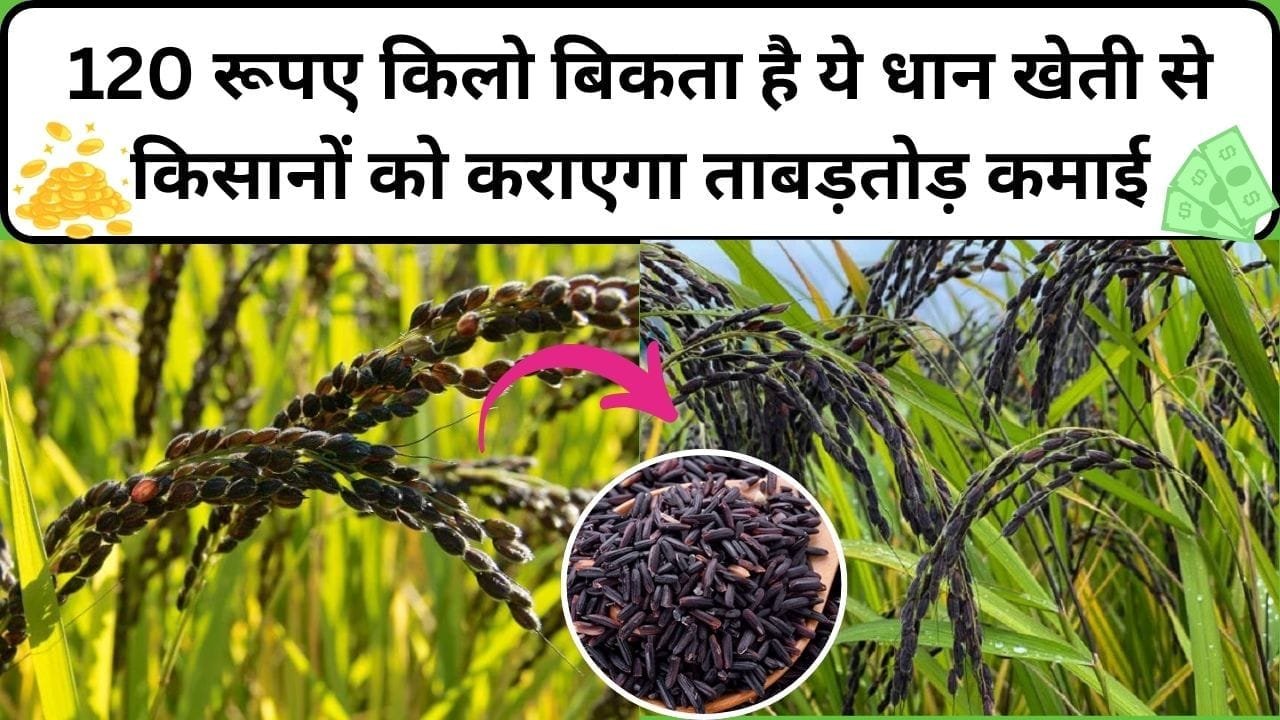 120 रूपए किलो बिकता है ये सुगंधित धान, खेती से किसानों को कराएगा ताबड़तोड़ कमाई, 1 एकड़ में होगा बंपर उत्पादन, जाने नाम और काम