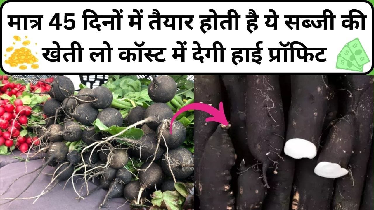 मात्र 45 दिनों में तैयार होती है ये सब्जी की खेती, लो कॉस्ट में हाई प्रॉफिट कमाने के लिए नवंबर में करें बुआई कम दिनों में होगी तगड़ी कमाई, जाने नाम