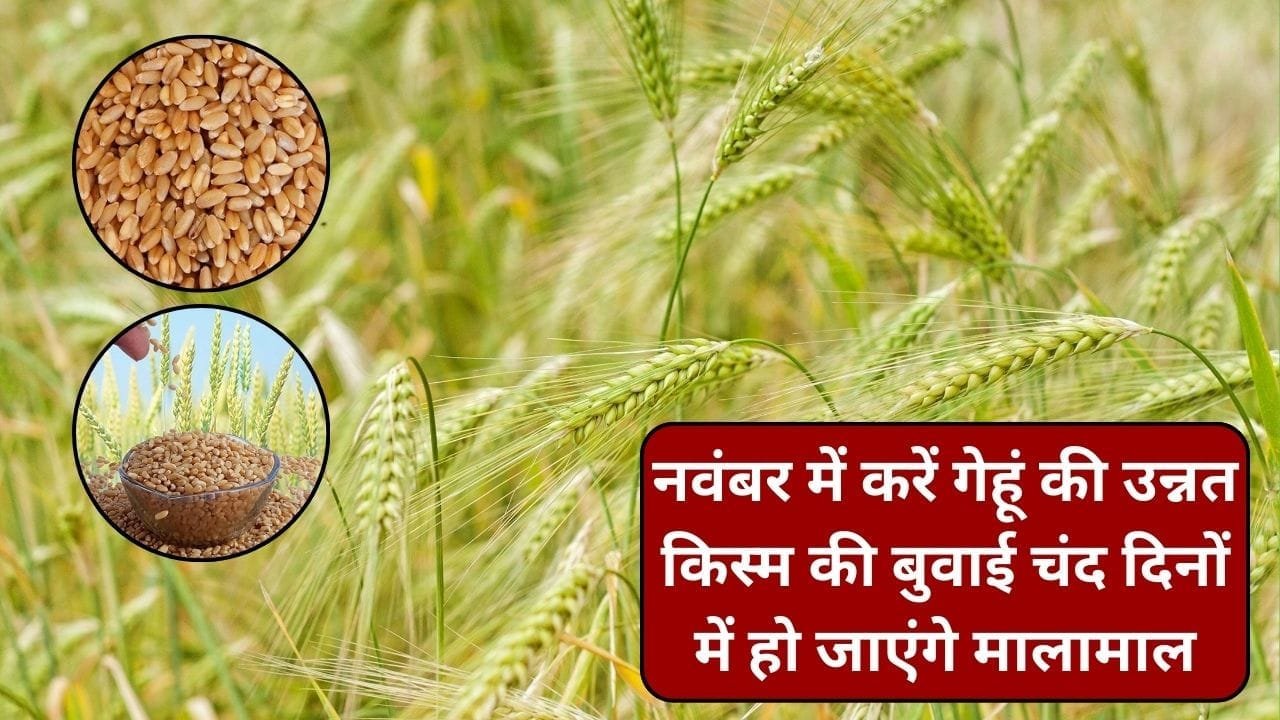 नवंबर में करें गेहूं की उन्नत किस्म की बुवाई, चंद दिनों में हो जाएंगे मालामाल कम पानी में हो जाती है तैयार, जाने कौन-सी किस्म है