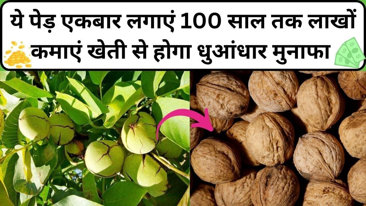 ये पेड़ एकबार लगाएं 100 साल तक लाखों कमाएं, पहाड़ी इलाको में भी खेती से होगा धुआंधार मुनाफा समेत बंपर उत्पादन, जाने नाम और काम