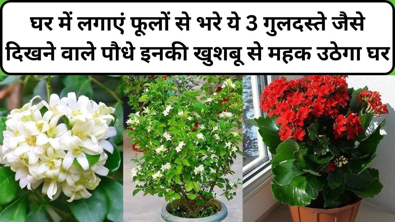 घर में लगाएं फूलों से भरे ये 3 गुलदस्ते जैसे दिखने वाले पौधे, फूलों की सुंदरता और खुशबू से महक उठेगा पूरा घर, जाने कौन-से पौधे है