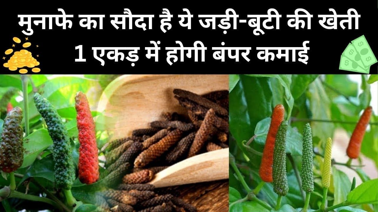मुनाफे का सौदा है ये जड़ी-बूटी की खेती, 1 एकड़ में होगी बंपर कमाई खेत में ही लग जाएगी दवाई बनाने वाली कंपनियों की लाइन, जाने नाम