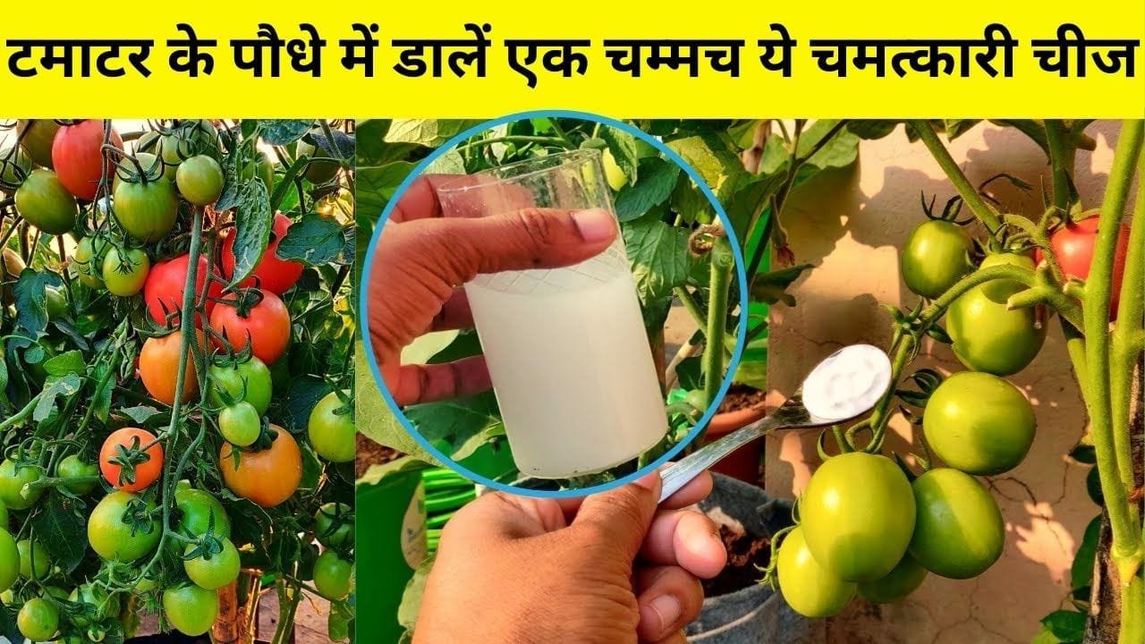टमाटर के पौधे में डालें एक चम्मच ये चमत्कारी चीज, अनगिनत फलों से झूल जाएगा पौधा घर में ही होगी टमाटर की खेती, जाने कौन-सी चीज है
