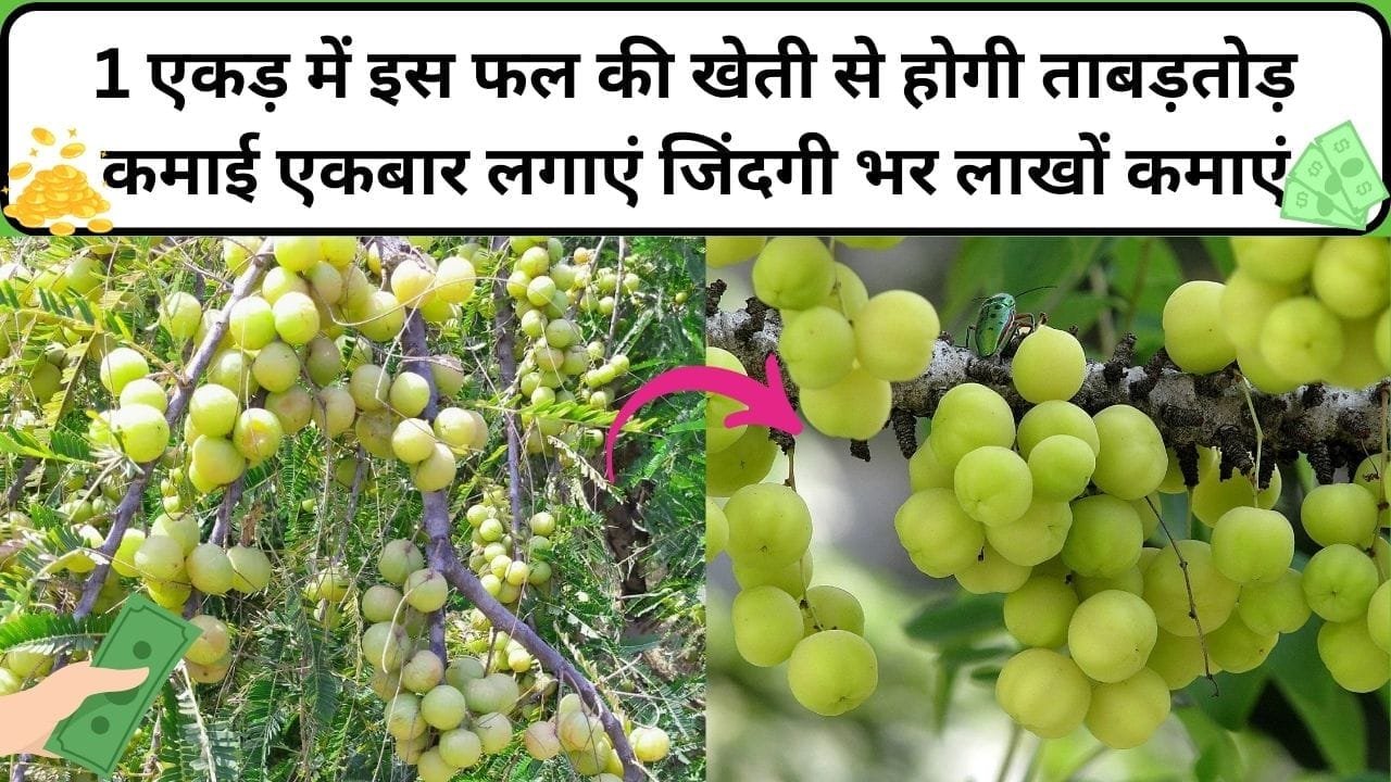 1 एकड़ में इस फल की खेती से होगी ताबड़तोड़ कमाई, एकबार लगाएं जिंदगी भर घर बैठे लाखों रूपए कमाएं, जाने खेती करने का तरीका