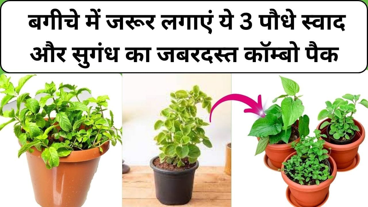 Gardening tips: बगीचे में जरूर लगाएं ये 3 पौधे, स्वाद और सुगंध का जबरदस्त कॉम्बो पैक खाने के स्वाद को कर देते है 4 गुना, जाने नाम और काम