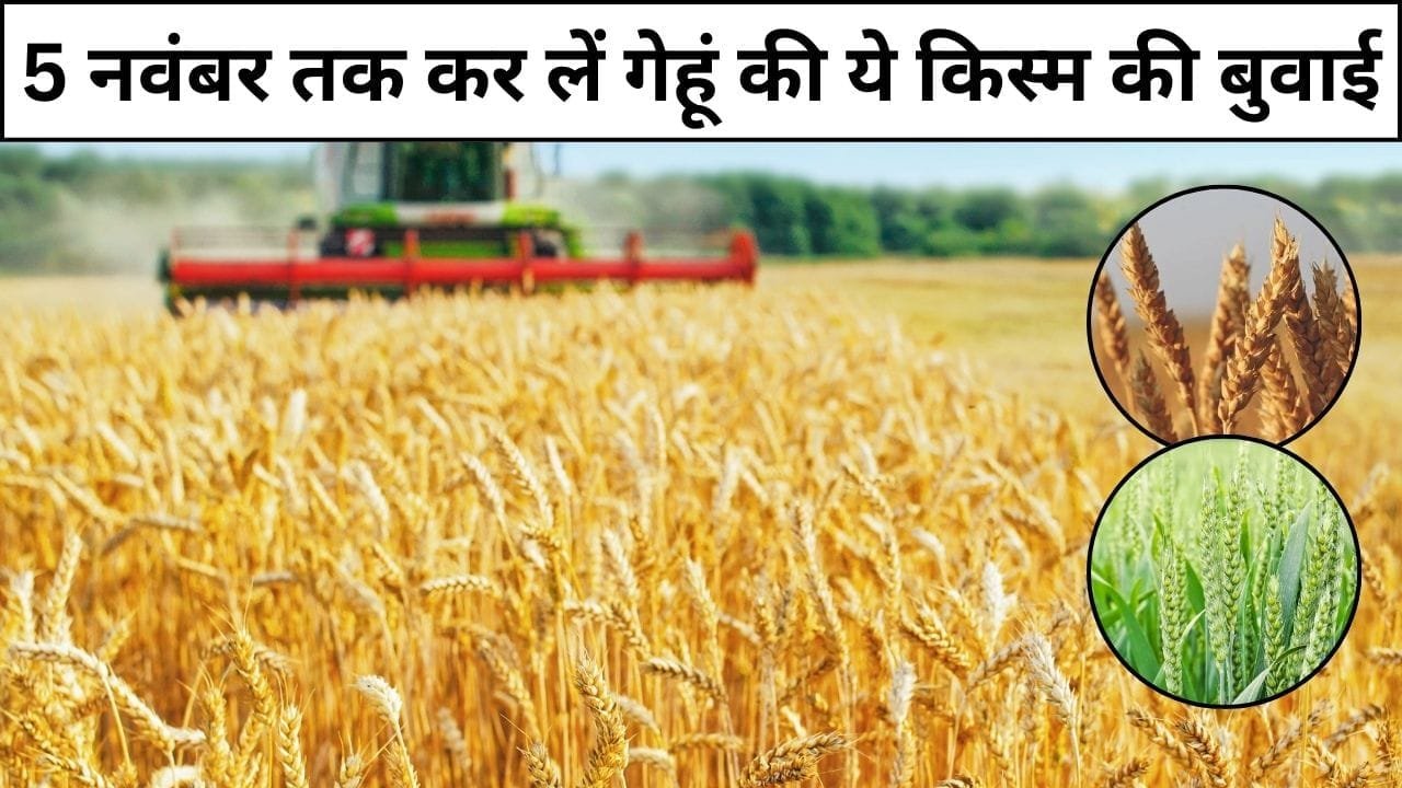 5 नवंबर तक कर लें गेहूं की ये किस्म की बुवाई, 130 दिनों में होगी बंपर कमाई छप्परफाड़ उत्पादन से भर जाएगा गोदाम, जाने बुवाई का तरीका