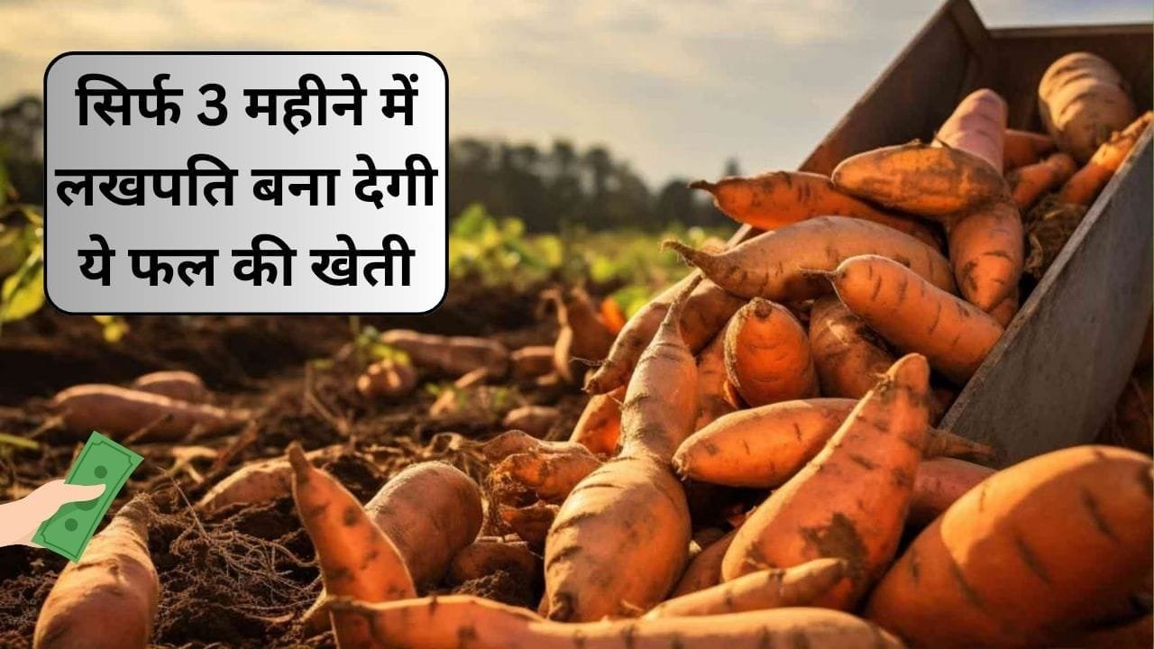 सिर्फ 3 महीने में लखपति बना देगी ये फल की खेती, 1 एकड़ में होगा तगड़ा उत्पादन सर्दियों में होती है खूब डिमांड, जाने नाम और काम