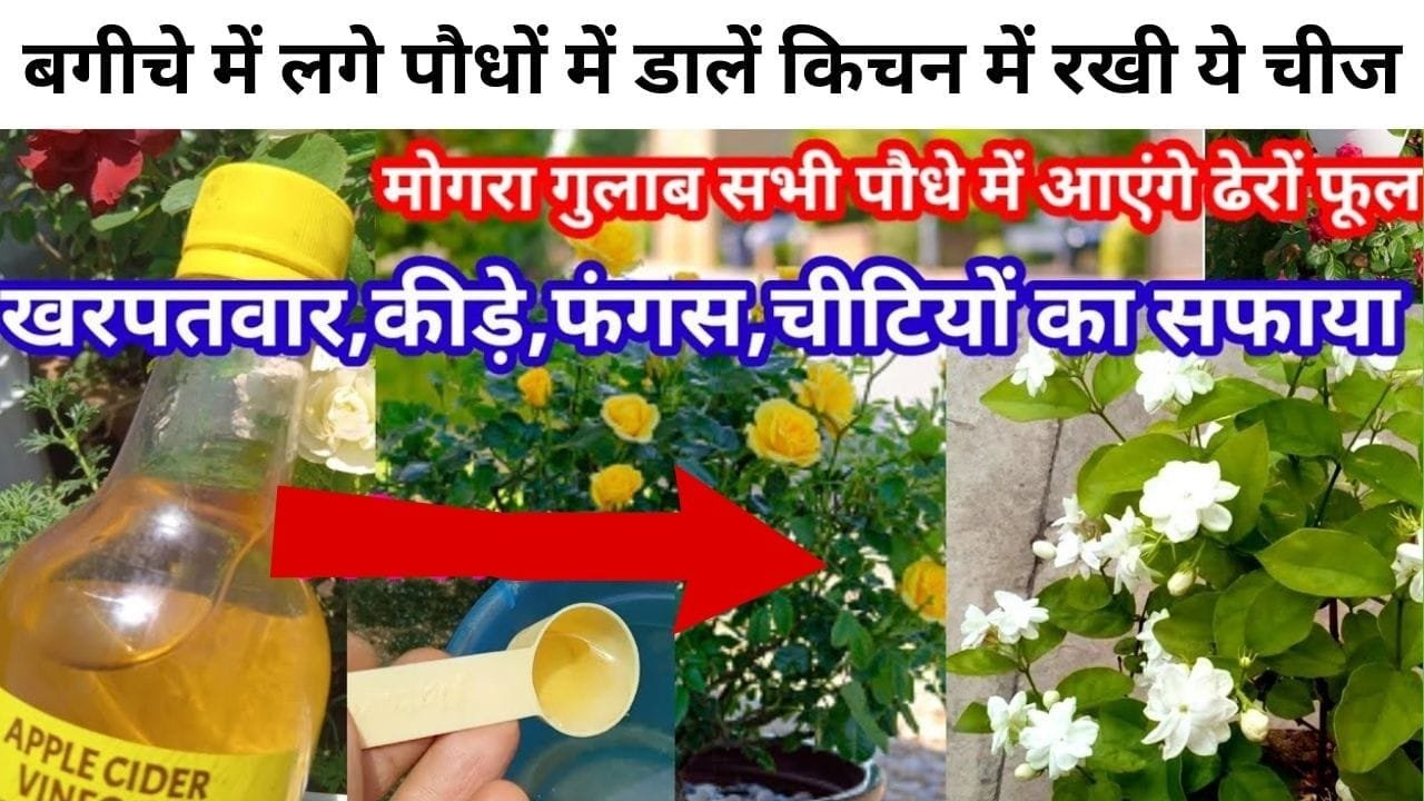 Gardening tips: मोगरा-गुलाब के पौधों में डालें किचन में रखी ये चीज, चीटियों समेत खरपतवार का भी होगा सफाया, जाने कौन-सी चीज है
