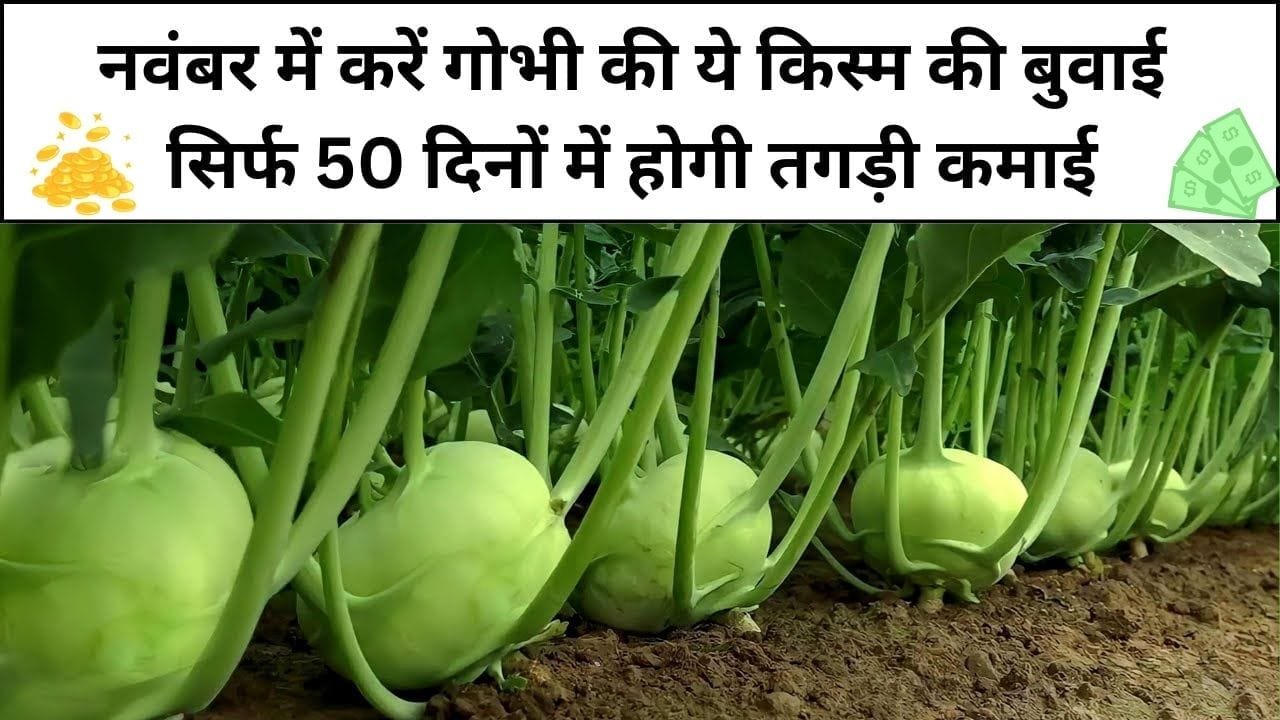 नवंबर में करें गोभी की ये किस्म की बुवाई, सिर्फ 50 दिनों में होगी तगड़ी कमाई चमक उठेगी सोइ हुई किस्मत, जाने नाम और काम
